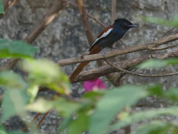 <h3><a href="/trips/gambia/biota/animalia/chordata/aves/040 passeriformes/053 monarchidae/terpsiphone rufiventer/terpsiphone rufiventer-nl.html">Terpsiphone&nbsp;rufiventer</a> / Red‑bellied&nbsp;paradise&nbsp;flycatcher / Roodbuikparadijsmonarch</h3>OM-1 Mark II met OLYMPUS M.150-400mm F4.5, 1/2000 sec  bij F4.5, ISO 8000, afstand 12.1&nbsp;m